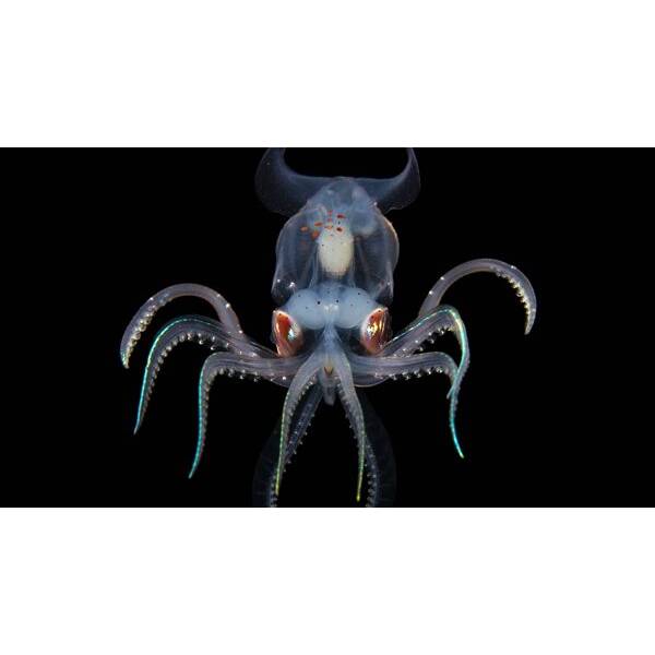 Sharpear enope squid